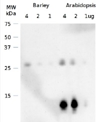 CURT1A | Curvature thylakoid 1A in the group Antibodies Plant/Algal / Photosynthesis / Biogenesis/architecture at Agrisera AB (Antibodies for research) (AS08 316)